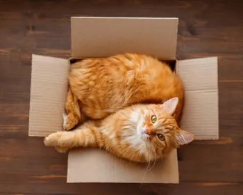 Katze liegt in einem Umzugskarton und blickt in die Kamera.
