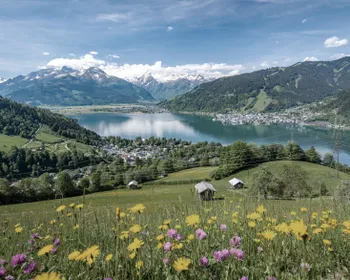Man sieht eine Blumenwiese im Vordergrund, vor einem See und Bergen.