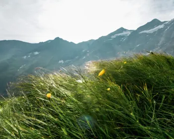 Wiese mit Blumen. Im Hintergrund sind Berge.