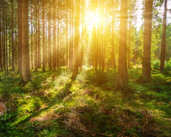 Ein Wald und die Sonnenstrahlen scheinen zwischen den Bäumen durch.
