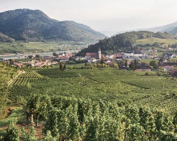 Weinberge vor einem Dorf und Hügeln