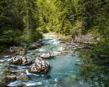 Fluss, der durch einen grünen Wald fließt.