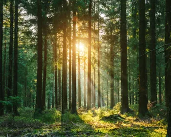 Eine Sonne scheint zwischen den Bäumen im Wald durch.