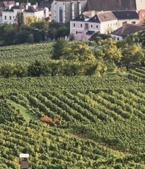 Weinberge vor einem Dorf und Hügeln