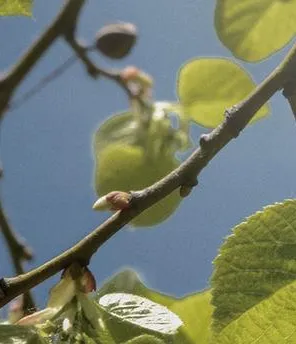Strahlender blauer Himmel. Durch die Blätter eines Baumes strahlt die Sonne durch.