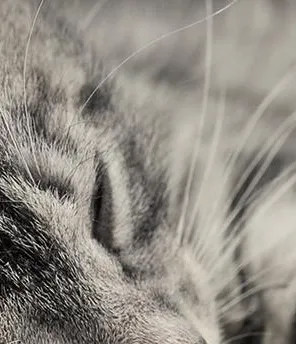 Katze liegt gemütlich auf einer Decke auf der warmen Heizung