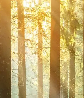 Eine Sonne scheint zwischen den Bäumen im Wald durch.