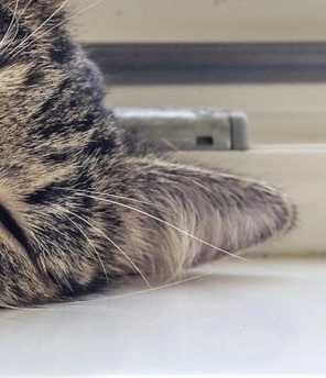Eine Katze liegt auf einem Fensterbrett und schläft